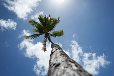 Low angle view of coconut palm tree against sky