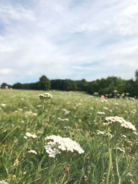 Flowers growing on field against sky