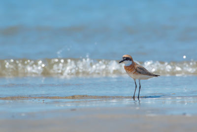 Plover perching on shore at beach