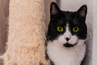 Portrait of black cat