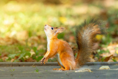 Squirrel on a land