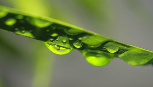 Close-up of raindrops on leaves