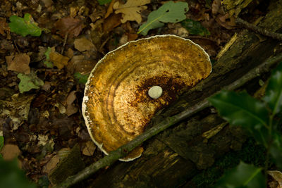 Close-up of mushroom