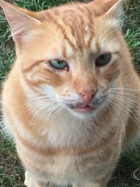 Close-up portrait of cat