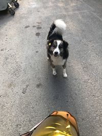 High angle portrait of dog on road in city