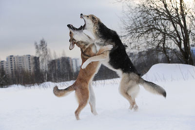 Dogs fighting on snow covered land