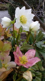 Close-up of flowers blooming outdoors