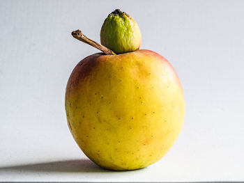 Close-up of oranges against white background