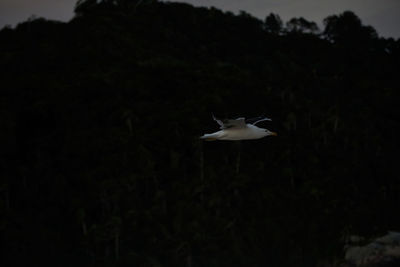 Bird flying in the sky