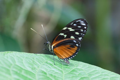 Butterfly on leaf