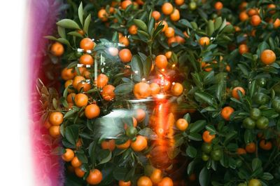 Close-up of orange tree