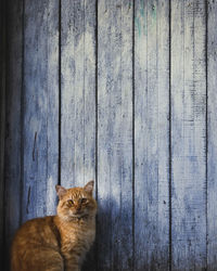 Portrait of a cat sitting on wood