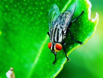 Close-up of insect on leaf