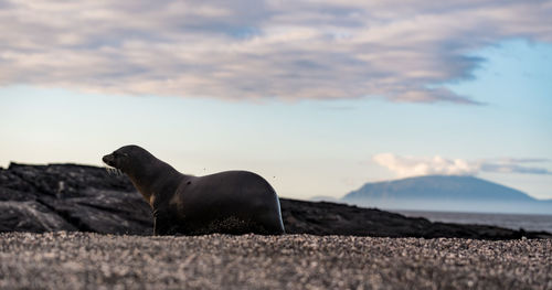 Side view of horse in the sea