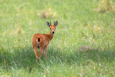 Deer standing on field