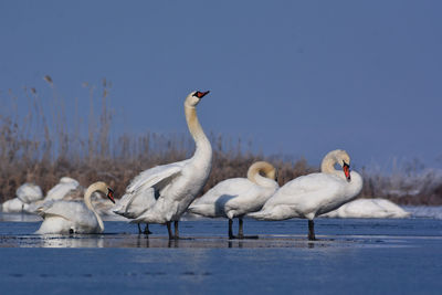 Swans on water against sky