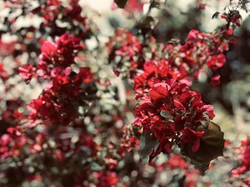 Close-up of red flowering plants