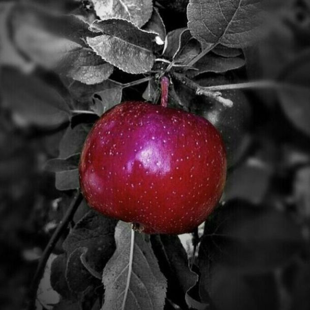 fruit, food and drink, red, freshness, food, healthy eating, close-up, ripe, growth, focus on foreground, leaf, stem, berry fruit, nature, cherry, growing, day, plant, tree, juicy