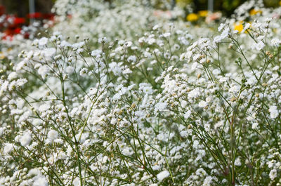 Close-up of snow covered flowers