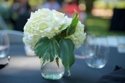 Close-up of white hydrangea on drinking glass on table