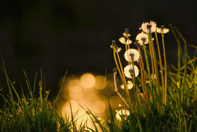 Close-up of flowering plants on field