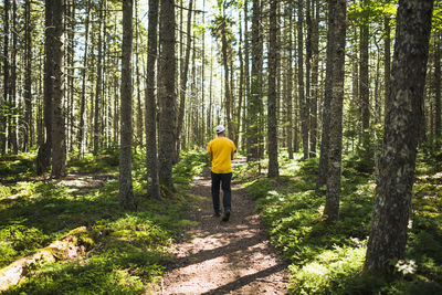 Rear view of man walking in forest
