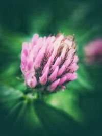 Close-up of insect on pink flower