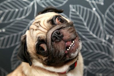 Close-up portrait of dog