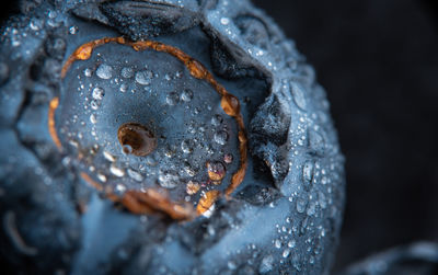 Blueberry covered with water drops, exteme macro background. selective focus