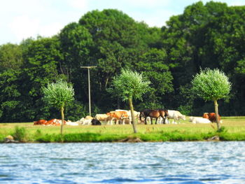 Cows grazing on field against trees