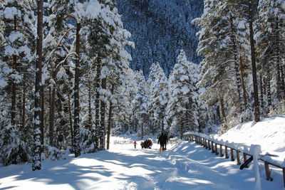 Dog on snow covered trees