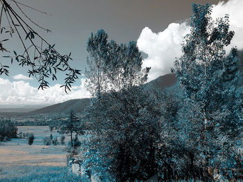 Snow covered plants against sky