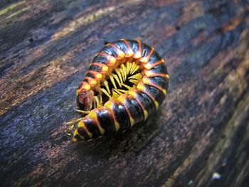 Close-up of caterpillar on wood