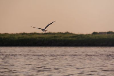 Bird flying over a lake