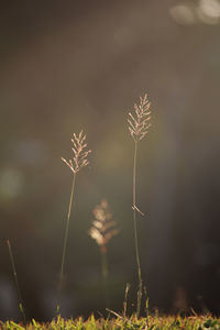 Close-up of plant against sky