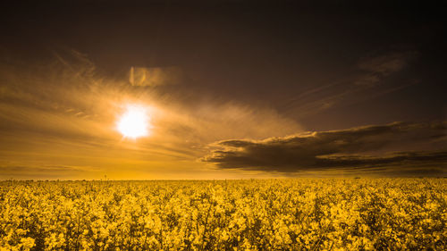 Scenic view of field against sky during sunset