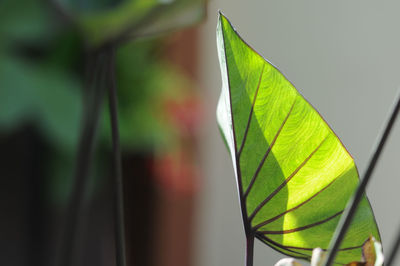 Leaf plant, vein detail of leaf