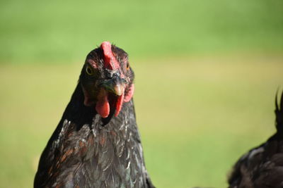 Hen perching on field