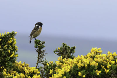 Bird perching on tree against clear sky