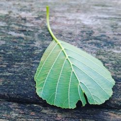 Close-up of fresh green leaf