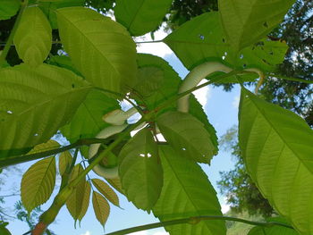 Low angle view of leaves