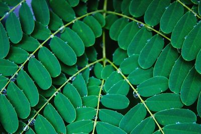 Full frame shot of green leaf