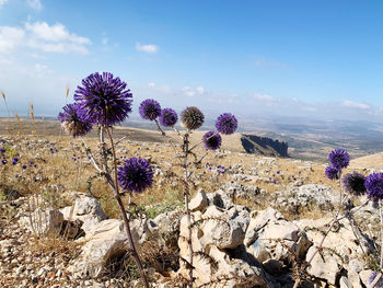 Purple flowering plants on field against sky