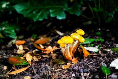 Close-up of yellow mushroom growing on field