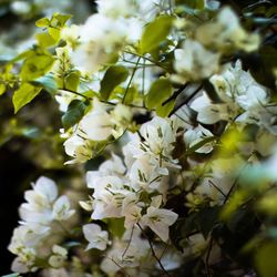 Close-up of white flowers on tree