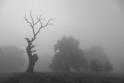Bare tree on field against sky