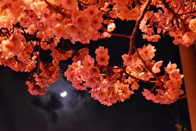 Close-up of flower tree against sky at night