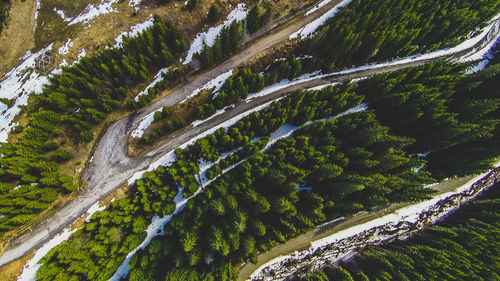 High angle view of road amidst trees