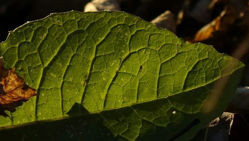 Close-up of fresh green leaf at night