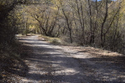 Road passing through forest